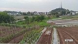 四川达州：最喜欢拍摄田园生活 走进田园就会被这里生机勃勃感动