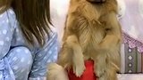 金毛轮胎本命年，胎妈给它买了件红裤衩，它不乐意了