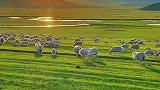 梦幻的天空一望无际，碧绿的原野茫茫不尽，成群的牛羊悠然自在，