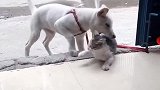 猫:放开我,我要回去给铲屎官告状去!