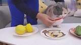 猫咪挑战无表情闻柠檬，结果全程睁不开眼，还直呼辣眼睛！