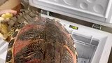 乌龟开始冬眠了，主人给它们安排个舒适的窝