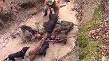 野猪被老虎咬住，本以为野猪凉凉了，不料大战老虎数百回合！