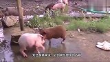 野猪被老虎咬住，本以为野猪凉凉了，不料大战老虎数百回合！