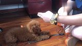 聪明绝顶的小泰迪狗狗，技能挺多，主人训的真好！