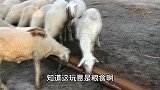 农民王小：给羊群喂咸盐三姐夫偷小羊母羊疯了，全家笑完了