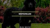 世界上最大的10种狗