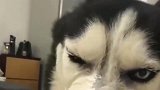 二哈：我干了啥，让你怎么对我，良心不痛吗