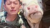 小伙模仿牛吃饭，随便一截都是神同步