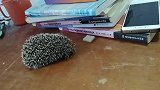 李创发逗刺猬玩