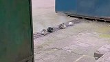 网友拍到一群猫蹲在箅子井盖上取暖