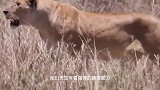 动物：野牛遇到落单狮子，一言不合就打架