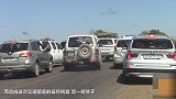 群狮在马路上分食猎物 造成交通大堵塞 司机看到都怂了