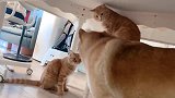 两只橘猫正在秀恩爱，此时，一位单身狗恰好路过……