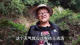 120元买一只土乌鸡，搭配竹荪一起煲汤，汤鲜肉嫩，越喝越想喝