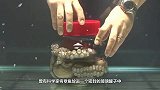 海鸥捉住了一只章鱼，却反被章鱼缠住拖入海中，镜头记录全过程！