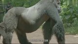 大猩猩背对游客，突然转身扔出一坨屎，恰巧砸在游客脸上！