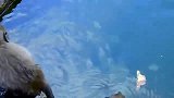 猴子们水中游泳，各显神通，真是大开眼界啊
