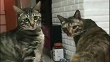 狸花猫好委屈：确认过眼神，你是我要凶的人