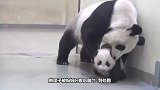 刺猬宝宝被主人抱出窝，这下真是为难了刺猬妈妈