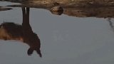 动物世界：残暴狮子攻击疣猪