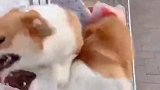 我就喜欢看你们两个内讧，简直太有意思了。