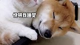 当女朋友睡不着时的你~萌宠出道计划 内容过于真实 萌宠高阶技能挑战