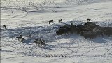 猴子被绳子缠住奄奄一息，队友“神助攻”，净出些馊主意！