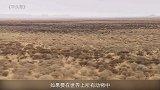 平头哥干架到底有多猛？这是它厮杀毒蛇的全过程，好无情！