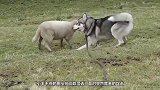 主人让牧羊犬赶羊，谁知遇上一只会反抗的羊，下秒请憋住别笑