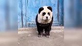 动物的搞笑颜值名场面，长相独特的动物，关键搞笑气质拿捏的很好