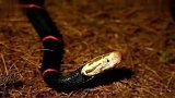 中国第一毒蛇被称为“一碰毙命”