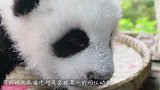 这国宝是掉色了嘛？洗澡水都黑了，从没见过这么脏的国宝！