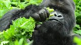 大猩猩津津有味吃蓟草，看得我都饿了