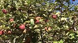 香格里拉，高原苹果了解一下，真正离太阳最近的苹果，奇甜无比