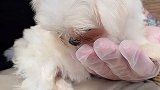 所以你能包容马尔济斯这缺点吗