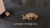 被饲养的小狐狸就像是一只小狗，这是怎么做到的，让人好奇
