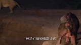 狮子发现一头死去的河马，想跑上去占便宜，结果被坑惨了！