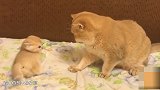 小猫咪不老实 猫妈妈一爪子拍在它脑袋上：别动！