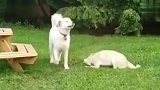 猫：眼不见为净，谁让我眼瞎看上它呢