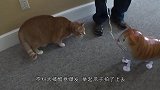 在地上画3D大坑骗猫，不料被猫咪一秒看穿，镜头拍下搞笑画面