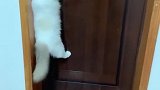 猫：咋回事，这门咋打不开呢！