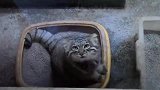兔狲，猫咪的老祖宗，身上的血液已经流浪了数千万年！