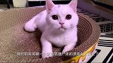 猫国复兴 第2集