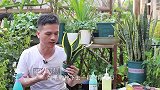 一手抓它喂虎皮兰，虎皮兰蹭蹭长不停，纹路更清晰
