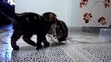 各自玩耍的猫咪们，好可爱的两小只呢，抱回家哪一只好呢