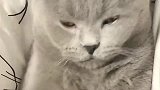 问小猫咪爱不爱爸爸的反应，太扎心了！