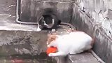 猫咪：不就是捞个鱼嘛？有什么大惊小怪的？吓朕一大跳
