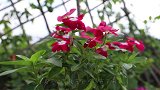 这几种废渣不要丢，能制作花卉喜欢吃的“催花神料”