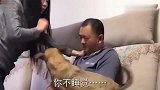 狗狗正在睡觉，听到主人吵架声后，立马冲了出来拉架，这狗成精了